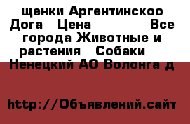 щенки Аргентинскоо Дога › Цена ­ 25 000 - Все города Животные и растения » Собаки   . Ненецкий АО,Волонга д.